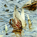 Painting--Oil-FloralGiclee Print: Skunk Cabbage Series, 