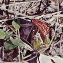 Painting--Oil-BotanicalGiclee Print: Skunk Cabbage Series, 