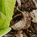 Painting--Oil-BotanicalGiclee Print: Skunk Cabbage Series, 