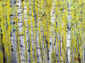 Birch%20Trees%20%233 (thumbnail)