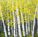 Birch%20Trees%20%234 (thumbnail)