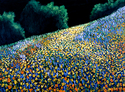 The%20Valley%20Of%20The%20Shadow (thumbnail)