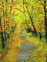 Quiet%20Fall%20Road (thumbnail)