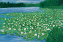 Waterlillies (thumbnail)