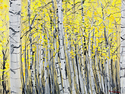 Birches%20Trees%20in%20Fall (thumbnail)