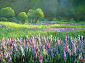 Maine%20Lupine%20at%20Sunset (thumbnail)