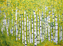 Cluster%20Of%20Birch%20Trees (thumbnail)