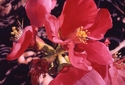 Painting--Watercolor-FloralCall to Spring