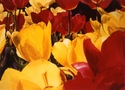 Painting--Watercolor-FloralRed & Yellow Tulips