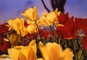 Painting--Watercolor-FloralSpring Chorus