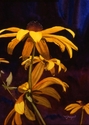 Painting--Watercolor-FloralSun Struck