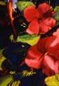 Painting--Watercolor-FloralRed Impatiens