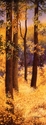 Painting--Watercolor-LandscapeAutumn Wood