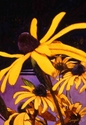 Painting--Watercolor-FloralBlack Eyed Sues