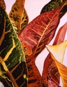 Painting--Watercolor-FloralCrotons