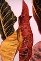 Painting--Watercolor-FloralCrotonII