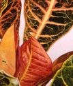 Painting--Watercolor-FloralCrotonIII