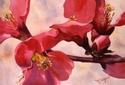 Painting--Watercolor-FloralQuince-indence