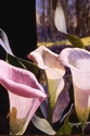 Painting--Watercolor-FloralCalla I