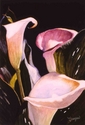 Painting--Watercolor-FloralCalla Trio