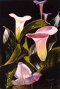 Painting--Watercolor-FloralThree Callas