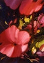 William Jaeger - Floral Painting william jaeger, wjaeger, william jaeger watercolor, wrjaeger watercolor, jaeger, jaeger watercolor, wjaeger painting, floral, flower, watercolor floral, watercolor flower, jaeger watercolor flower, wjaeger watercolor flower, impatiens, red impatiens - Floral Painting