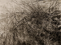 Wood%20and%20Water%20II (thumbnail)