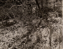Eden%20I (thumbnail)