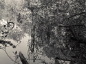 Pond%20Close (thumbnail)