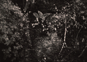 Twilight%20Thunderstorm%20II (thumbnail)
