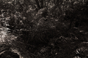 wilbraham%20early%20summer (thumbnail)