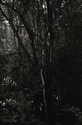 wilbraham%20early%20summer%20II (thumbnail)