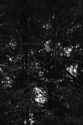 wilbraham%20early%20summer%20III (thumbnail)