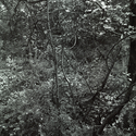 wilbraham%20late%20spring%20III (thumbnail)