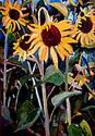 Phyllis Boger - My Four Suns