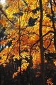 late color in December late%20color%20in%20December (thumbnail)