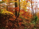 jewels of the woods jewels%20of%20the%20woods (thumbnail)