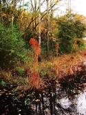 marsh life marsh%20life (thumbnail)