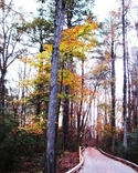 late color in the late afternoon late%20color%20in%20the%20late%20afternoon (thumbnail)