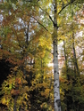 Peggy Sanders - autumn birches