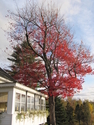 red sugar maple red%20sugar%20maple (thumbnail)