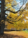 old maple old%20maple (thumbnail)