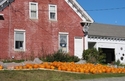 pumpkins pumpkins (thumbnail)