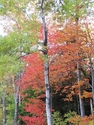 silver birch silver%20birch (thumbnail)