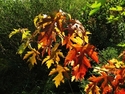 autumn glory autumn%20glory (thumbnail)