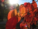 dogwood in full color dogwood%20in%20full%20color (thumbnail)