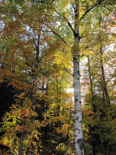 autumn%20birches (large view)
