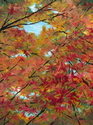 Painting-Falls Back II