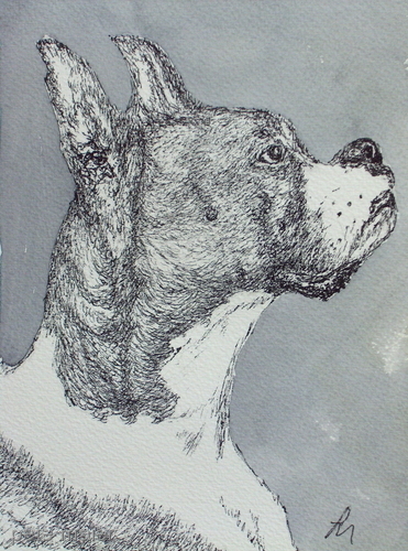 Drawing-Animals-Boxer