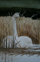 Trumpeter%20Swan (thumbnail)